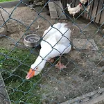 Gans Auguste Апартаменты *