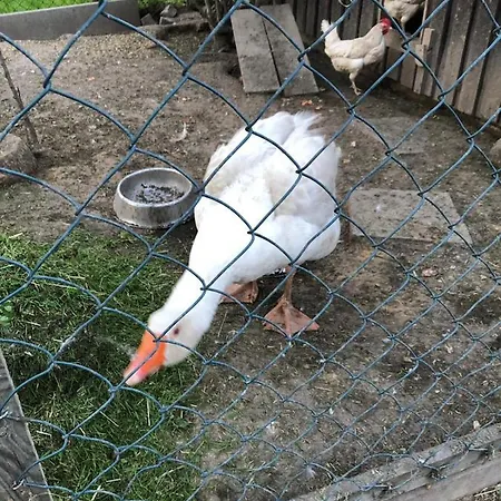 Gans Auguste アパート *