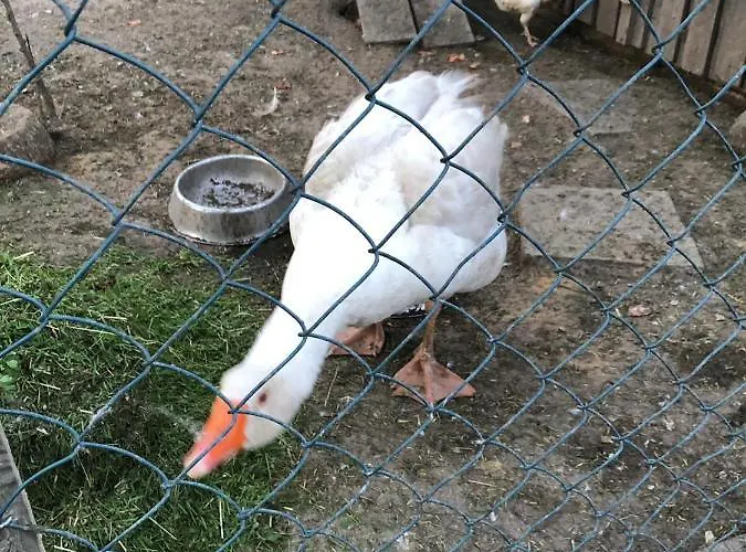 Gans Auguste شقة *